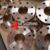 nickel 201 flanges